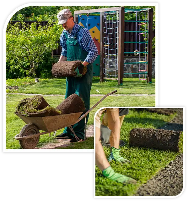 Man laying grass turf rolls for new garden lawn