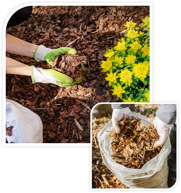 gardener mulching flower bed with pine tree bark mulch