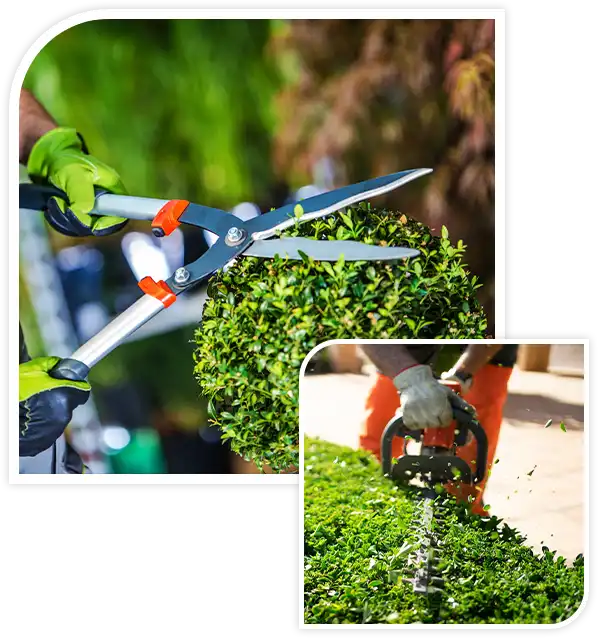 Gardener Trimming Plants. Topiary Work.