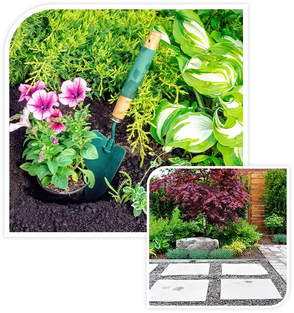 A pink petunia is planted in a hole in a flower bed with a spatula.