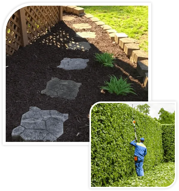 Professional gardener in a uniform cuts bushes with clippers.