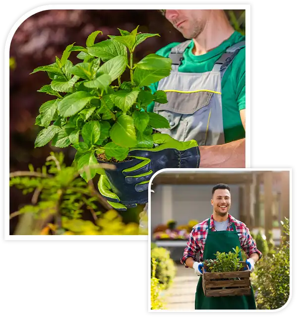 Gardener Looking For the Right Flowers For His Garden.